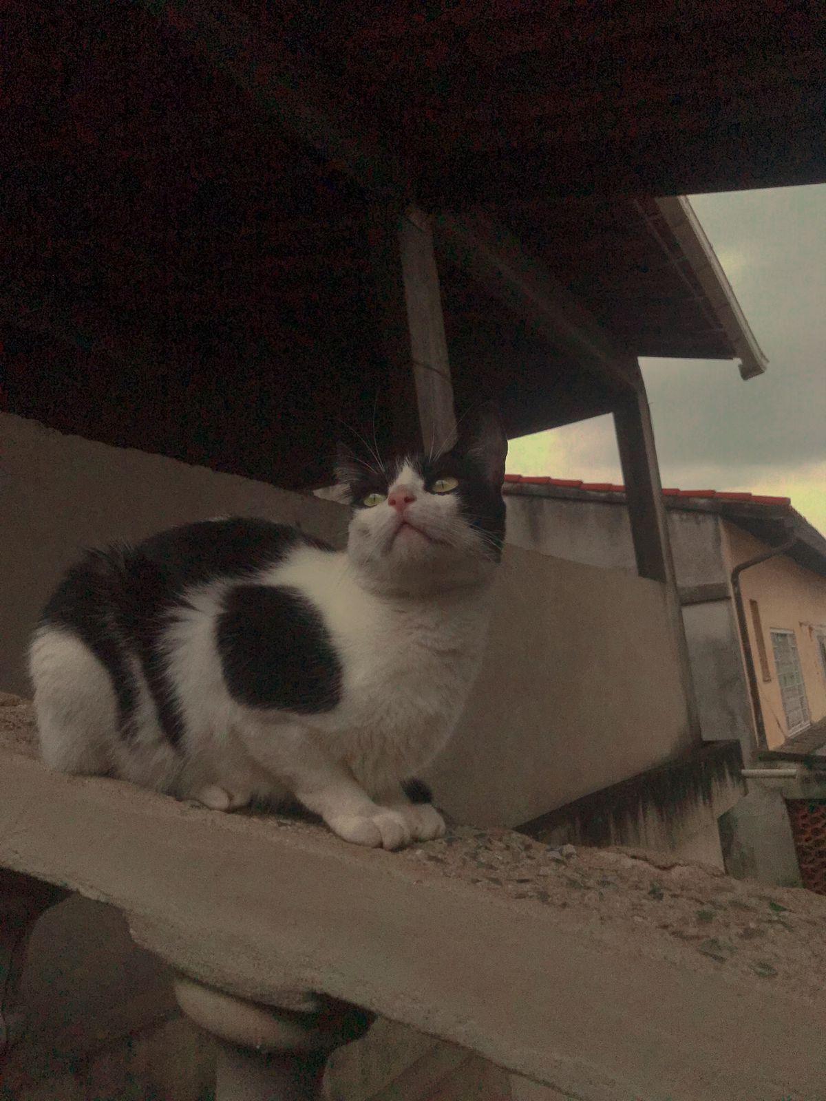 Um felino de pelagem branca com preta sentado sobre as quatro patas em cima do corrimão de uma escada no alto olhando por cima da câmera com uma casa compondo a paisagem atrás