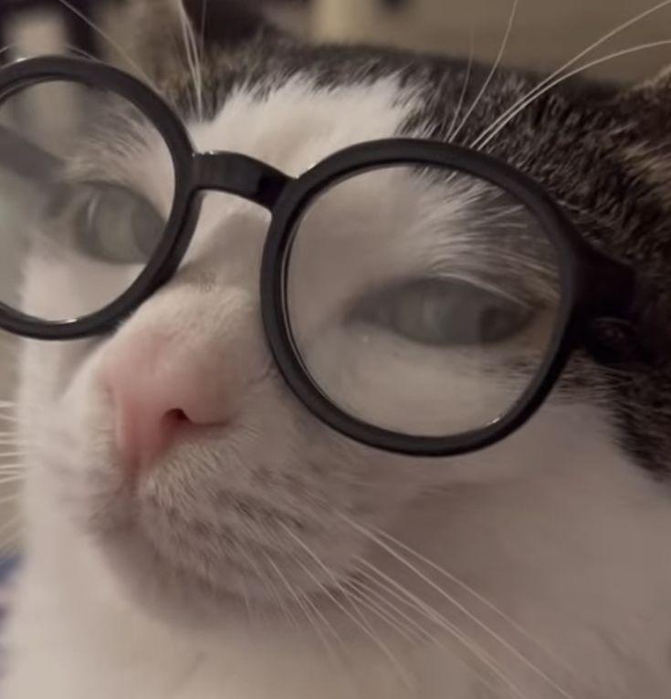 Imagem muito fofa de um gatinho