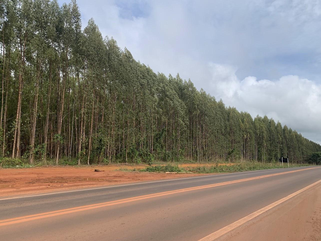 Fazenda de cultivo de eucalipto em Dom Eliseu - PA