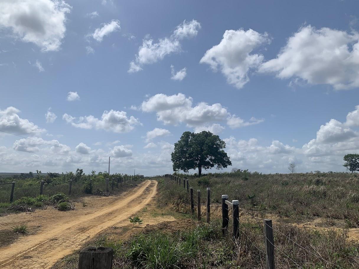 Fazenda de pecuária bovina em Dom Eliseu - PA