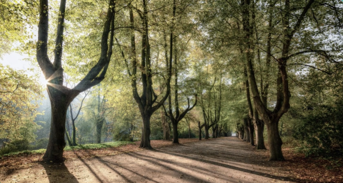 Foto de uma alameda arborizada em um dia ensolarado. As árvores têm folhas verdes e formam um dossel sobre um caminho de terra. O sol em raios suaves atravessa as folhas, criando um efeito de luz e sombra no caminho.