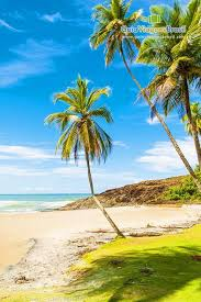 imagem de uma praia com areai branca, céu vasto bem azul, 3 palmeiras do lado direito da imagem, grama bem verdinha e uma pequena montanha de fundo, se encontrando com o mar que aparenta estar calmo