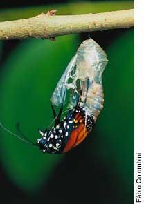 Borboleta saindo do casulo