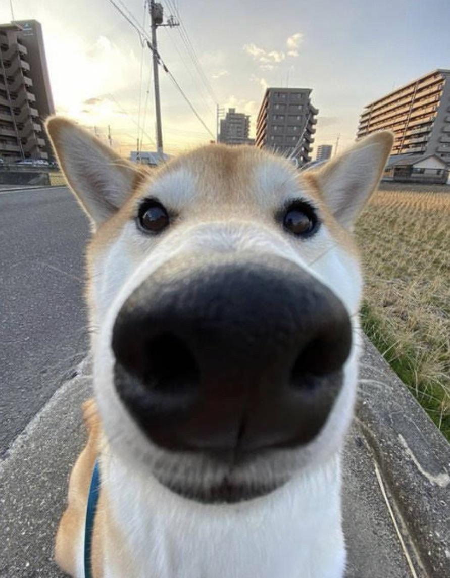 Un perro pegado a la cámara